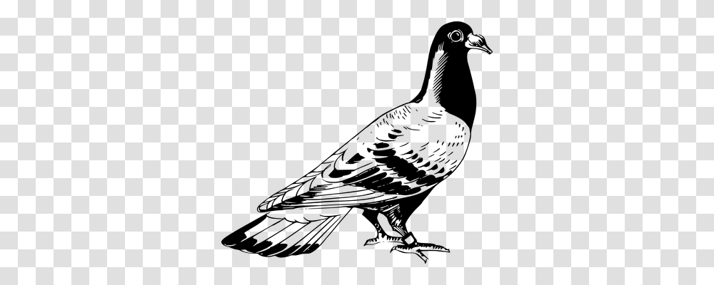 Pigeon Animals, Gray, World Of Warcraft Transparent Png