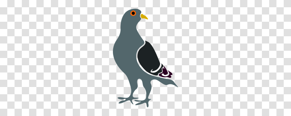 Pigeon Food, Animal, Bird, Penguin Transparent Png