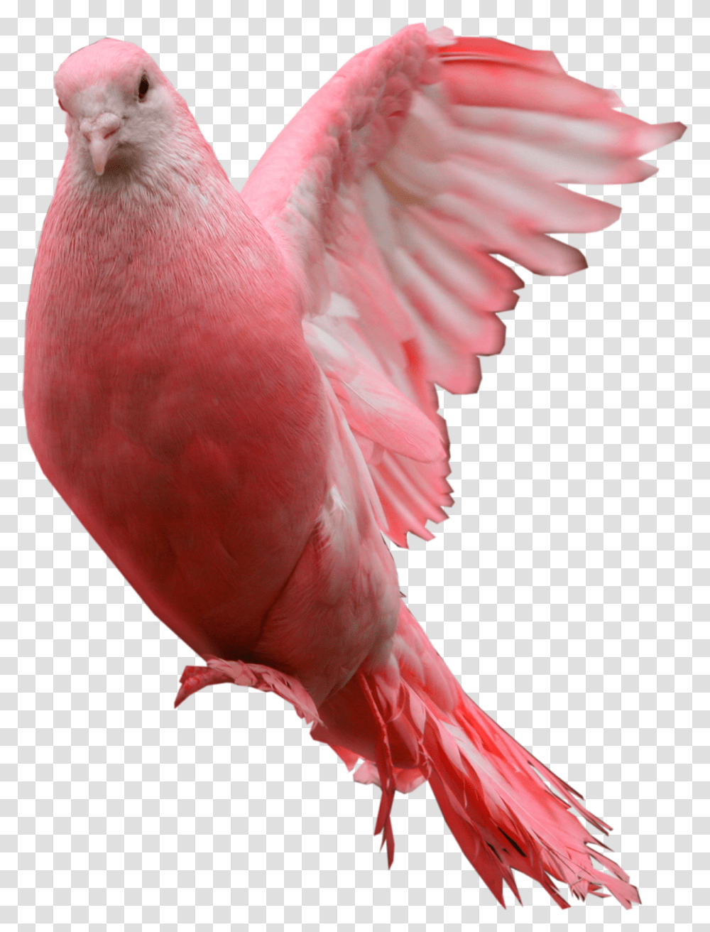 Pigeon, Animals, Bird, Chicken, Poultry Transparent Png