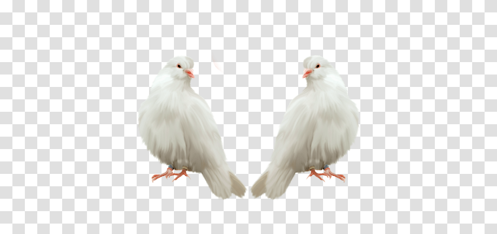 Pigeon, Animals, Bird, Chicken, Poultry Transparent Png