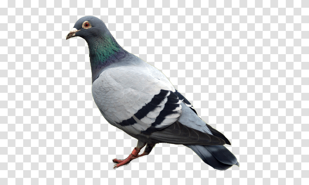 Pigeon, Animals, Bird, Dove, Beak Transparent Png