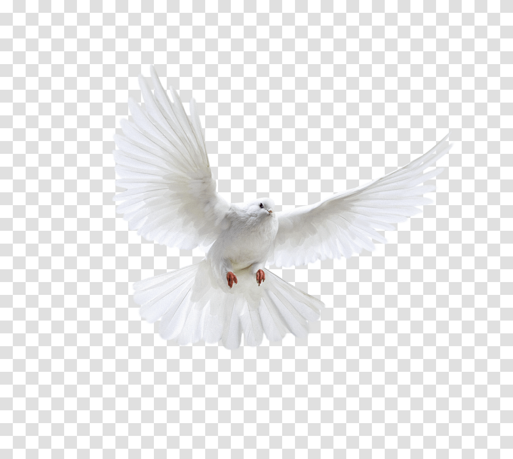 Pigeon, Animals, Bird, Dove, Brush Transparent Png