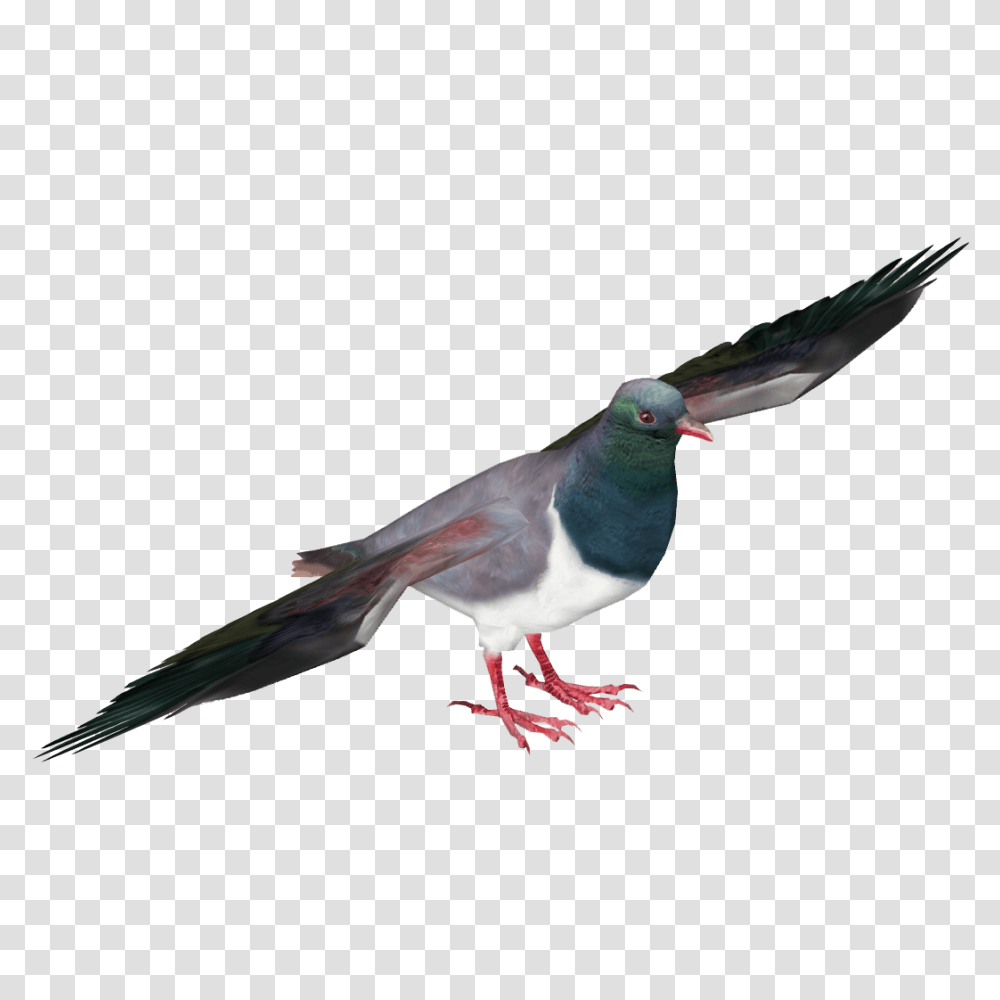 Pigeon, Animals, Bird, Dove, Finch Transparent Png