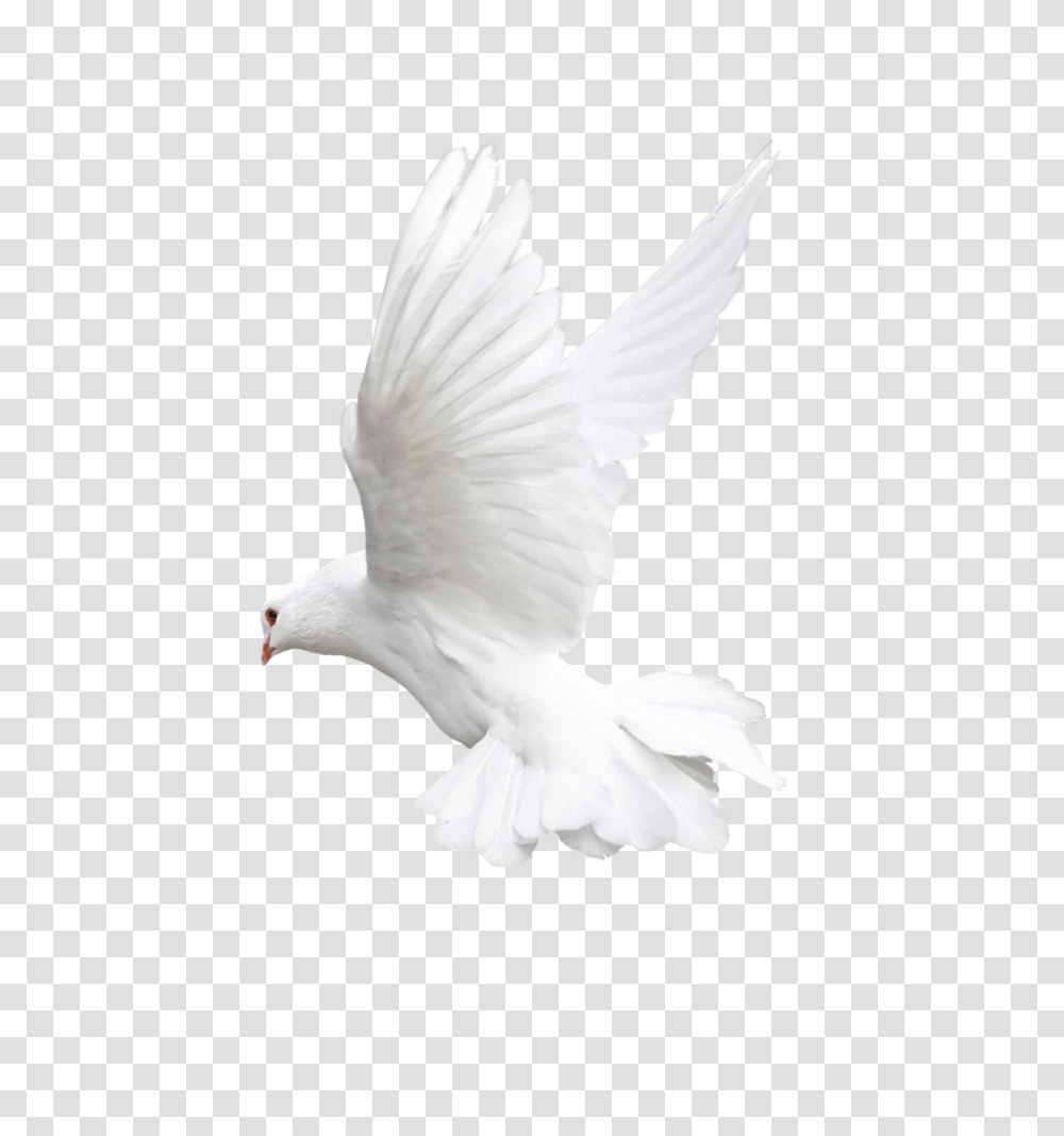 Pigeon, Animals, Bird, Dove Transparent Png