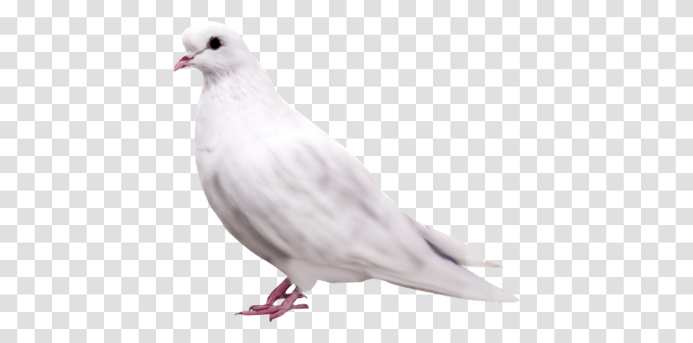 Pigeon, Animals, Bird, Dove Transparent Png