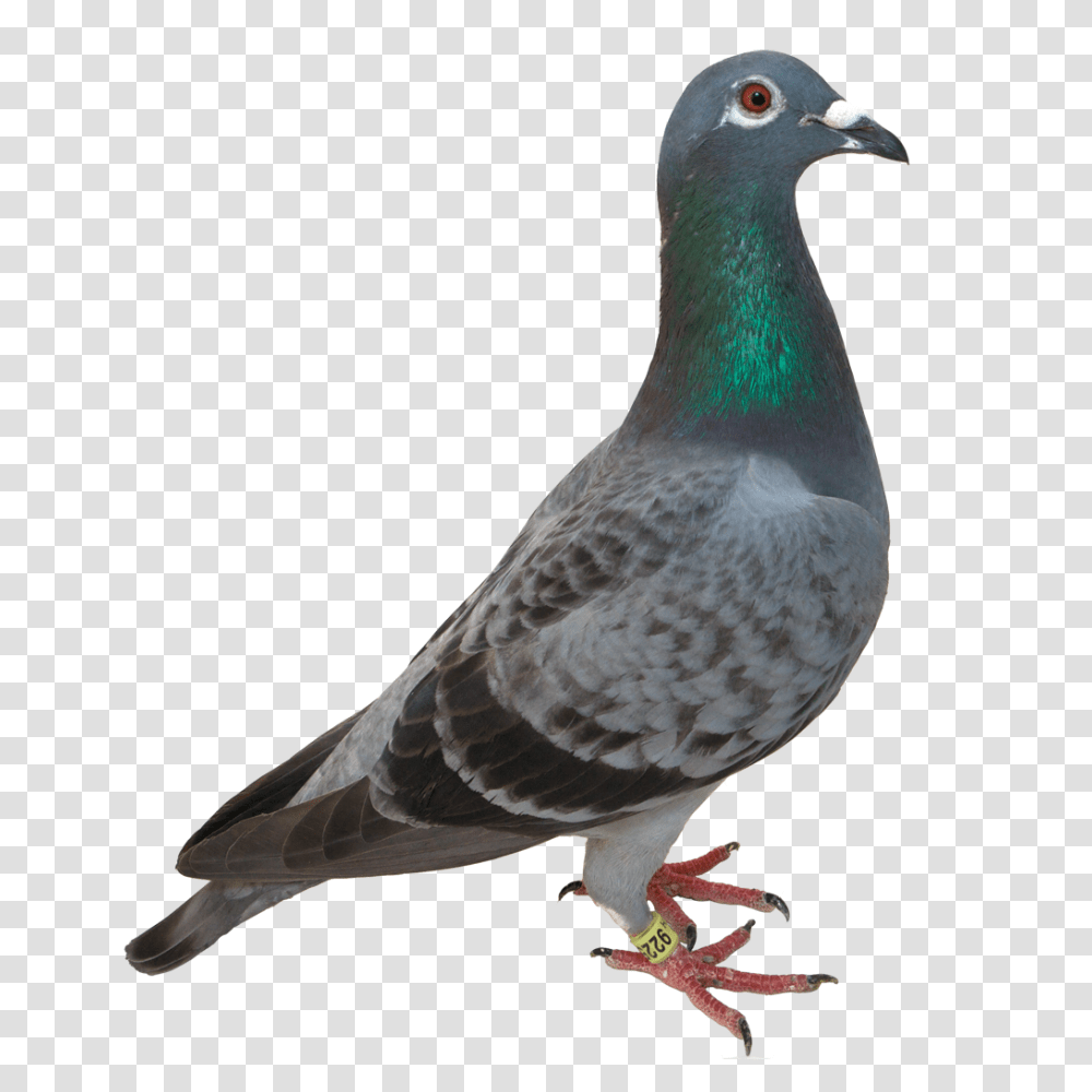 Pigeon, Animals, Bird, Dove Transparent Png