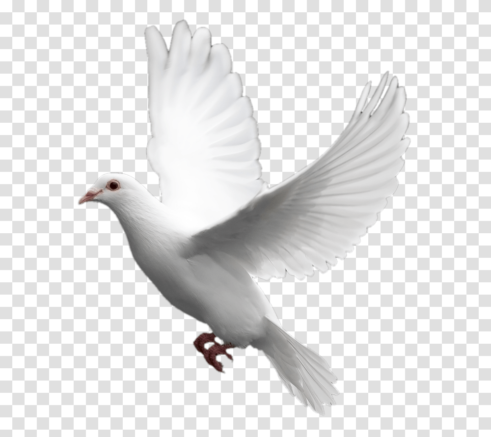 Pigeon, Animals, Bird, Dove Transparent Png