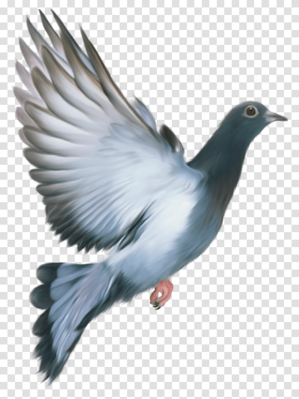 Pigeon, Animals, Bird, Dove Transparent Png