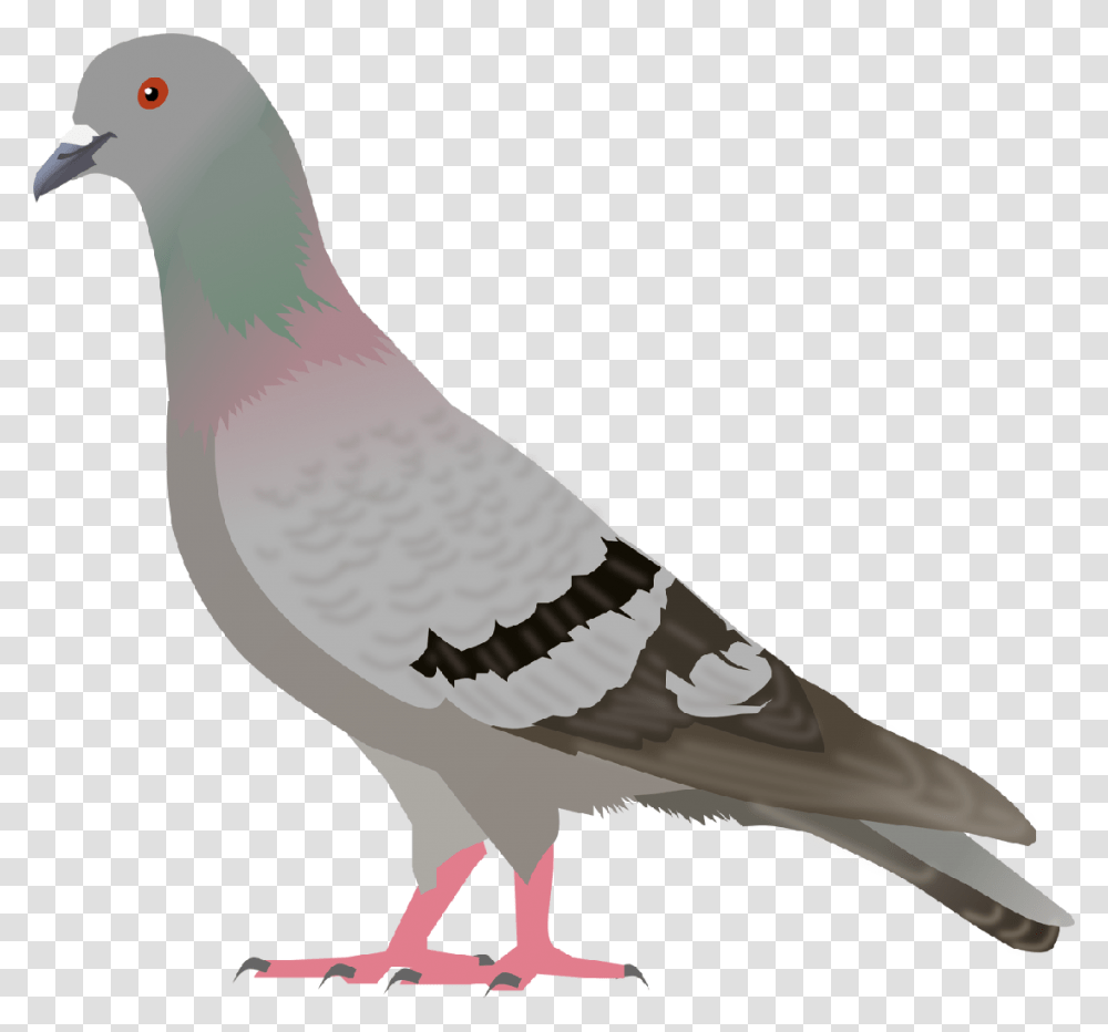 Pigeon, Animals, Bird, Dove Transparent Png