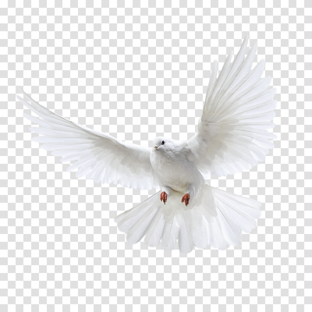 Pigeon, Animals, Bird, Dove Transparent Png