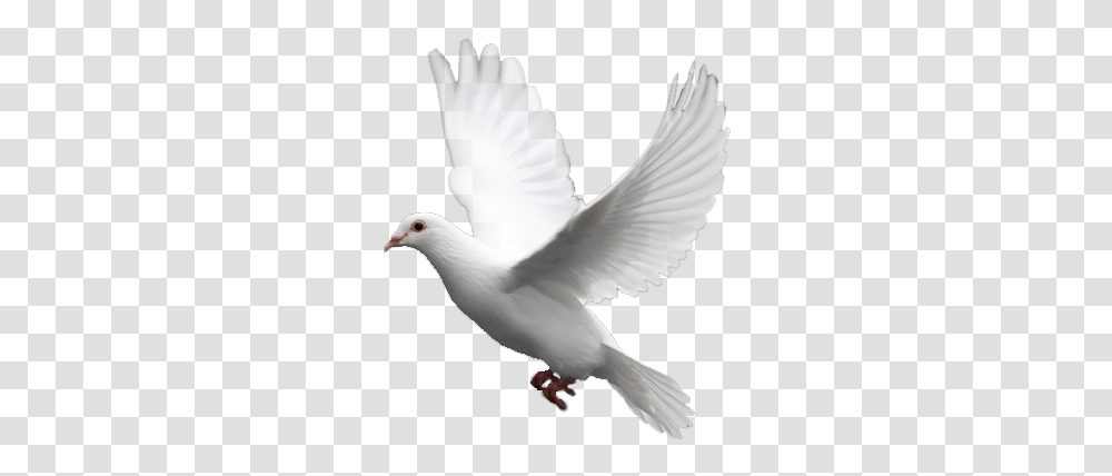 Pigeon, Animals, Bird, Dove Transparent Png