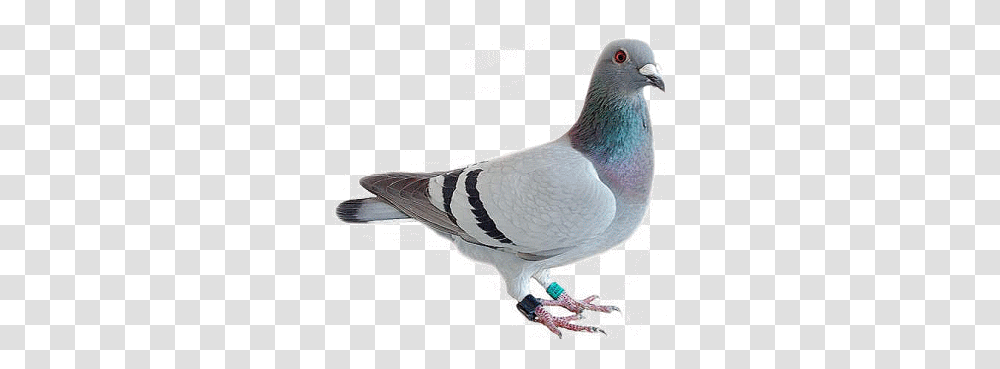 Pigeon, Animals, Bird, Dove Transparent Png