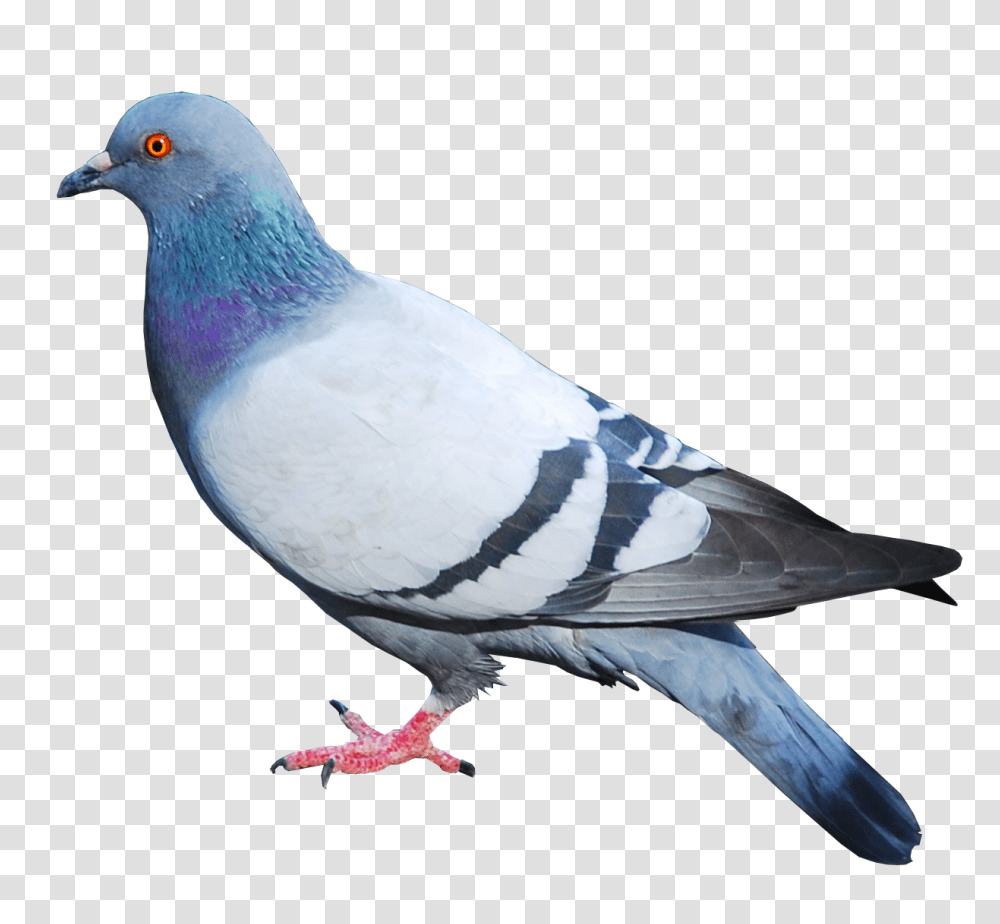 Pigeon, Animals, Bird, Dove Transparent Png