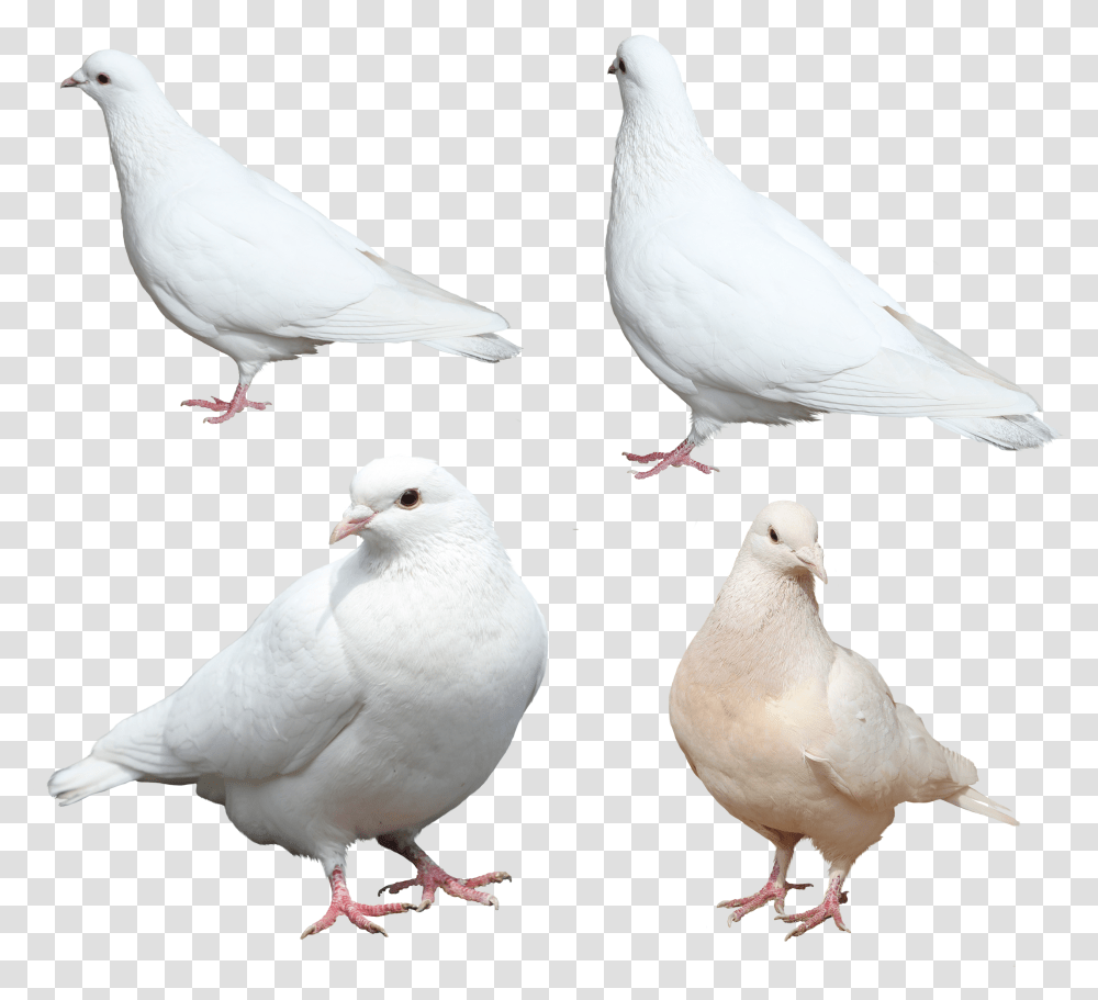 Pigeon, Animals, Bird, Dove Transparent Png