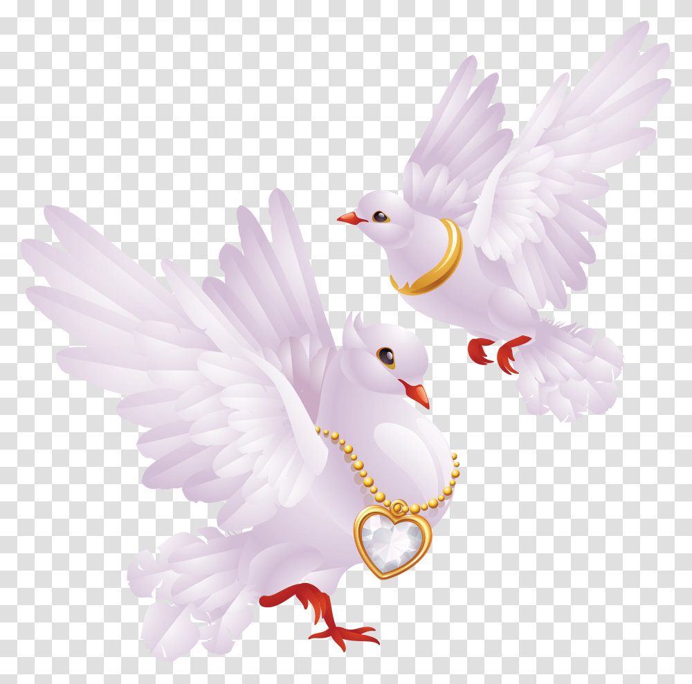 Pigeon, Animals, Bird, Dove Transparent Png