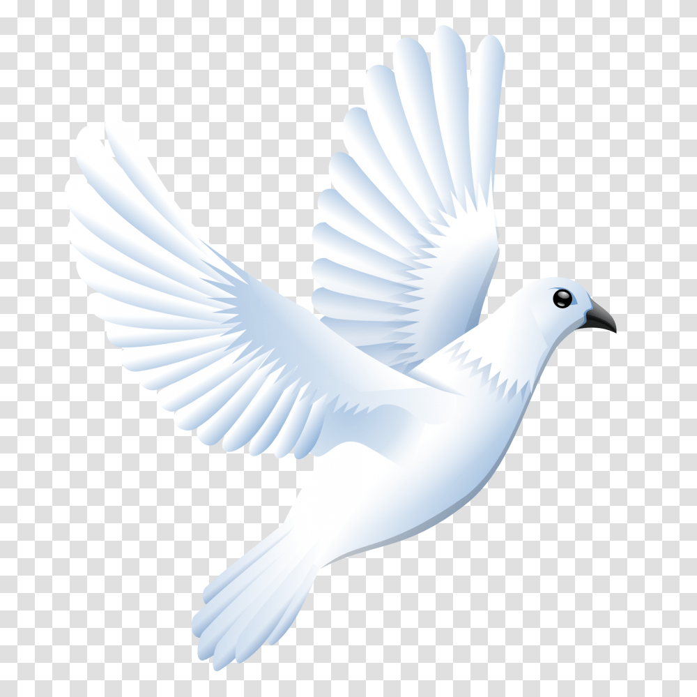 Pigeon, Animals, Bird, Dove Transparent Png