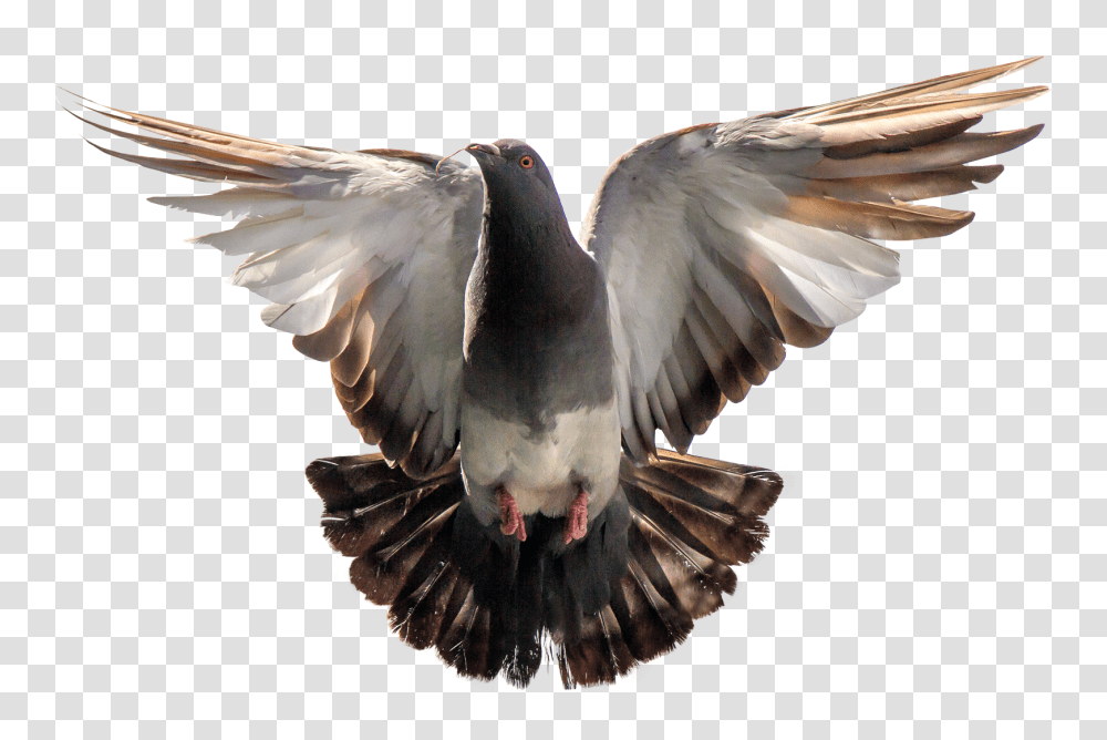 Pigeon, Animals, Bird, Dove Transparent Png