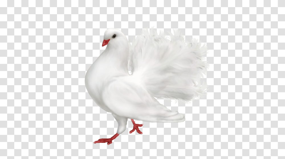 Pigeon, Animals, Bird, Dove Transparent Png