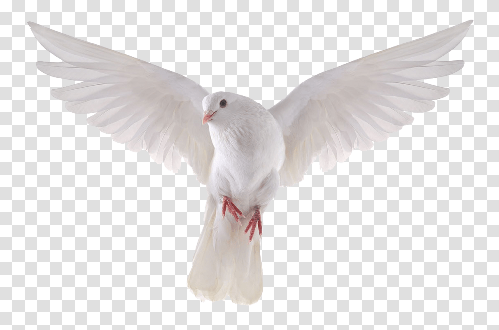 Pigeon, Animals, Bird, Dove Transparent Png