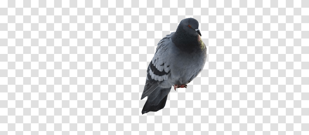 Pigeon, Animals, Bird, Dove Transparent Png