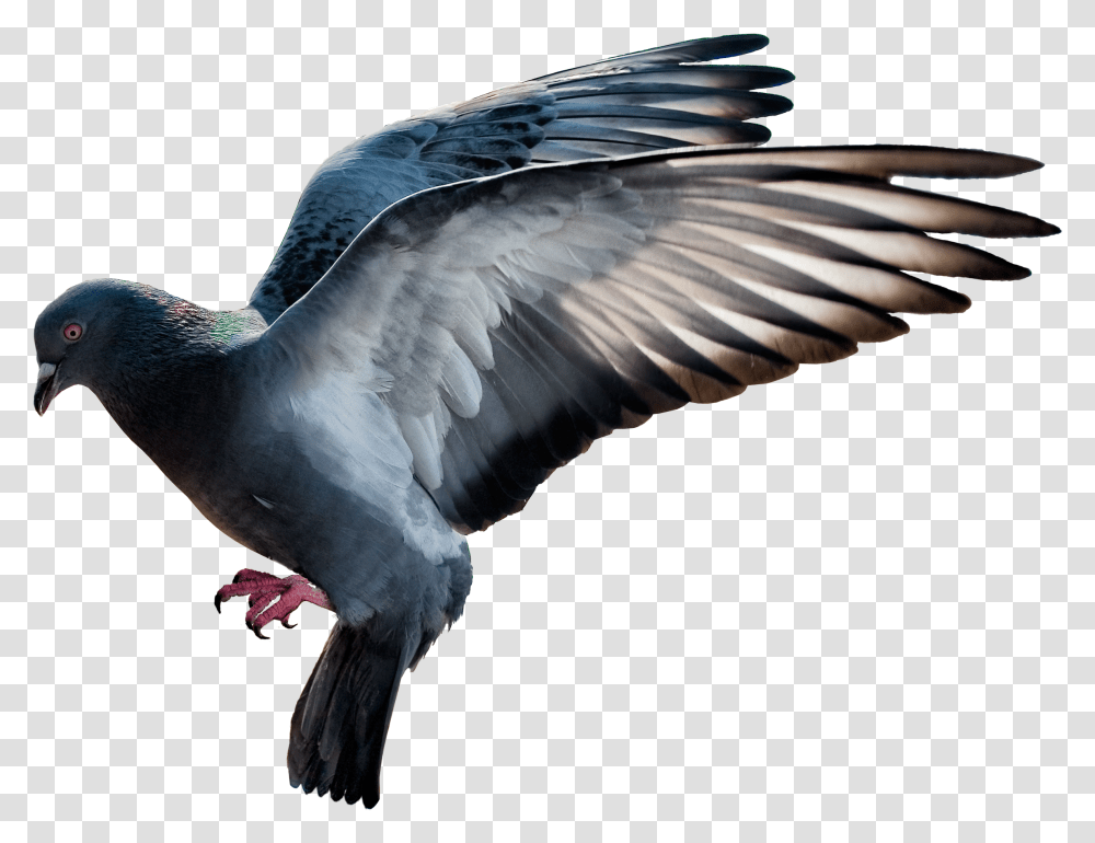 Pigeon, Animals, Bird, Dove Transparent Png