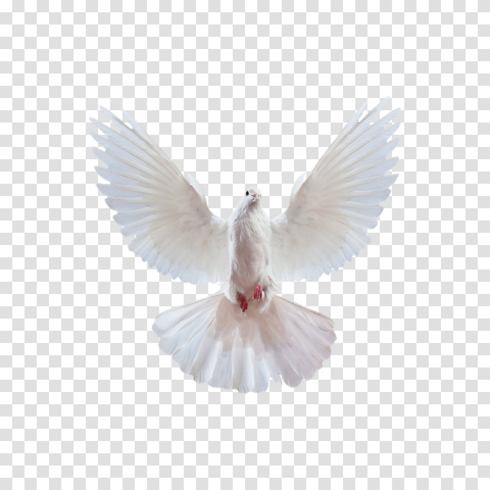 Pigeon, Animals, Bird, Dove Transparent Png