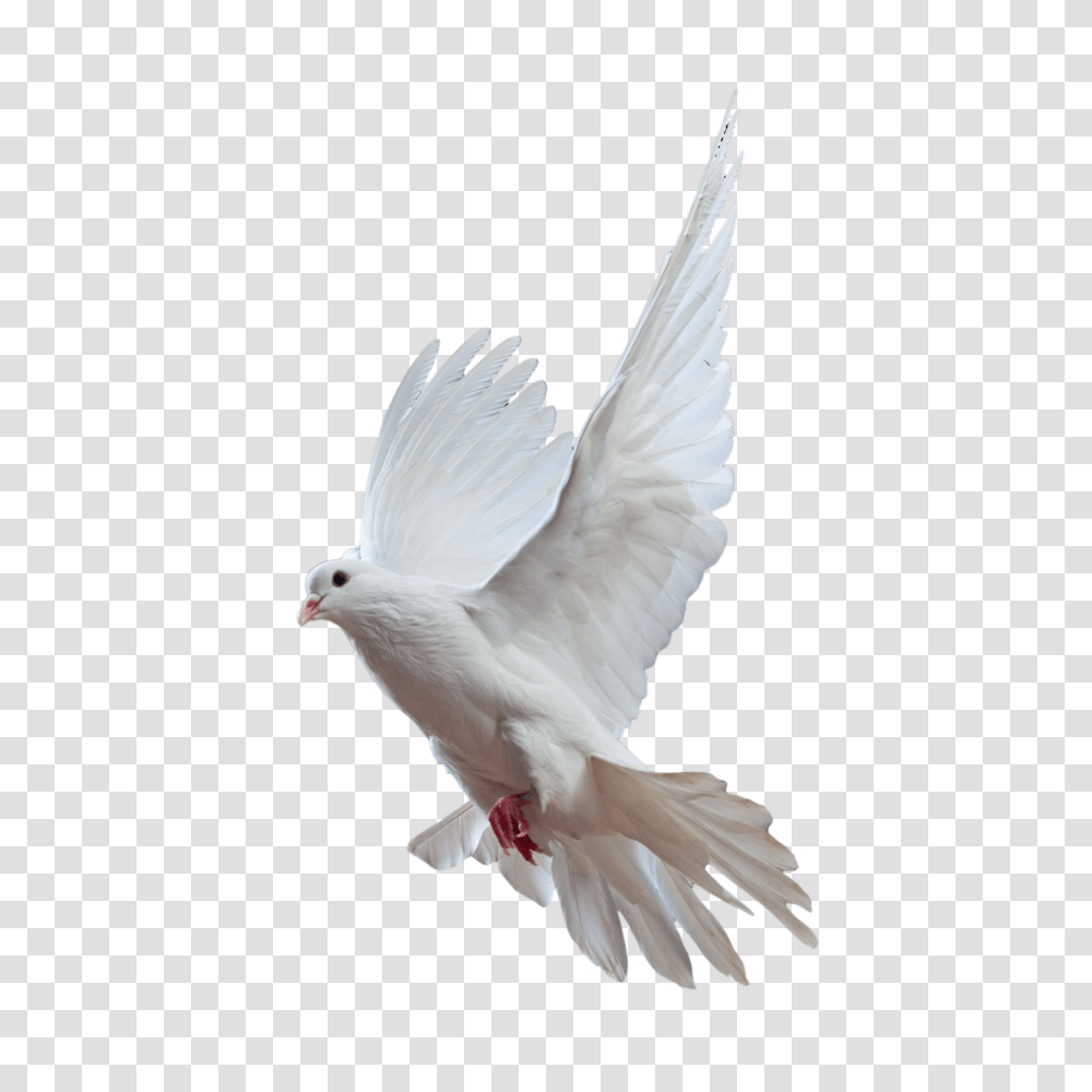 Pigeon, Animals, Bird, Dove Transparent Png