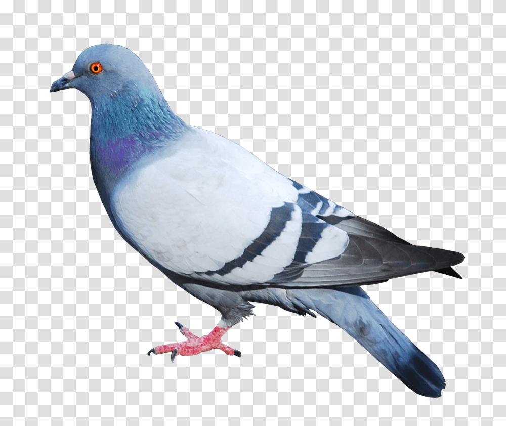 Pigeon, Animals, Bird, Dove Transparent Png