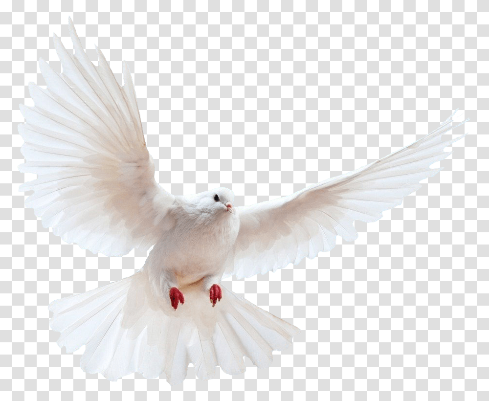 Pigeon, Animals, Bird, Dove Transparent Png