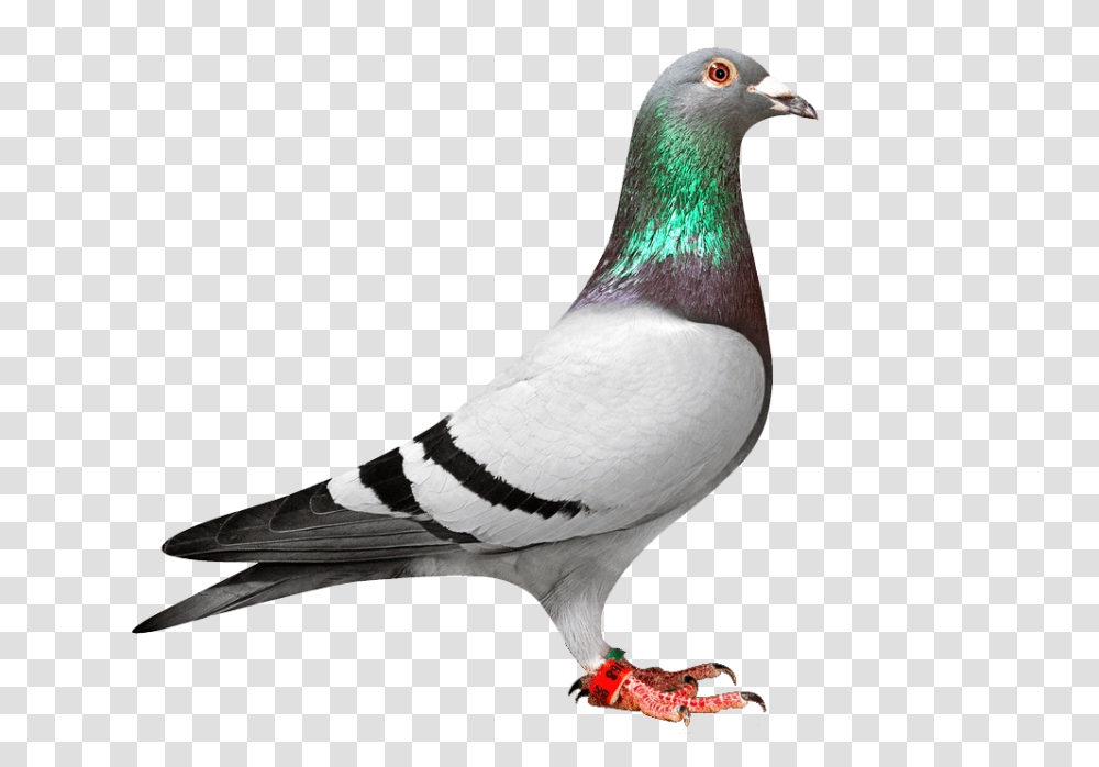 Pigeon, Animals, Bird, Dove Transparent Png