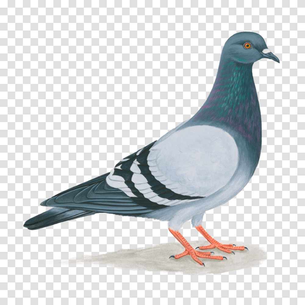 Pigeon, Animals, Bird, Dove Transparent Png