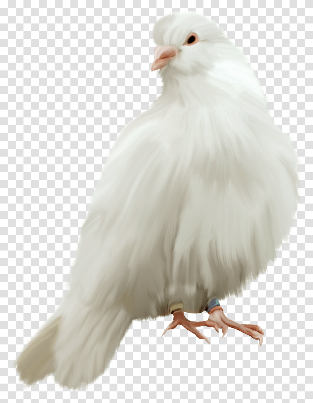 Pigeon, Animals, Bird, Person, Wedding Gown Transparent Png