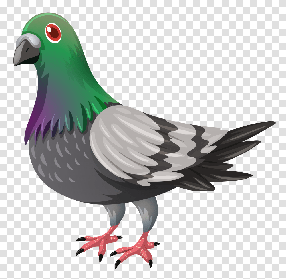 Pigeon, Animals, Bird Transparent Png