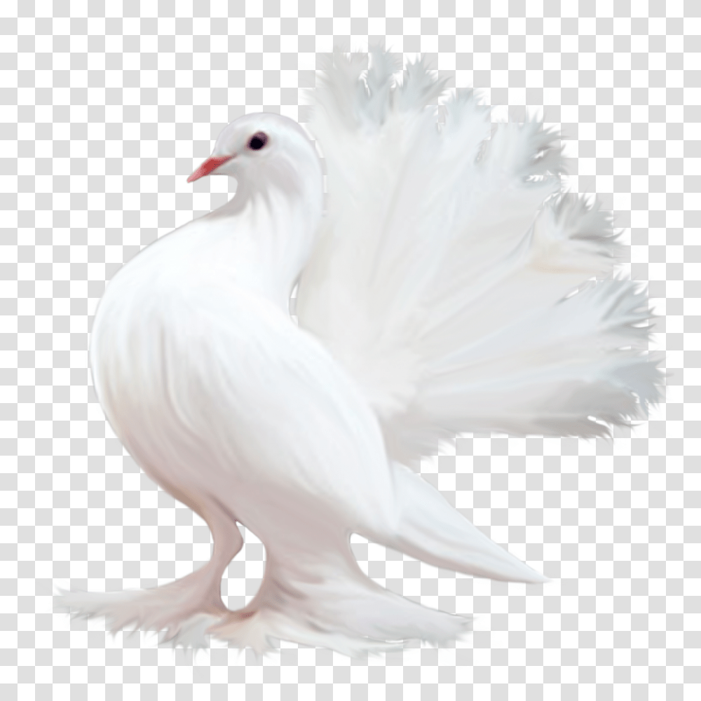 Pigeon, Animals, Chicken, Poultry, Fowl Transparent Png