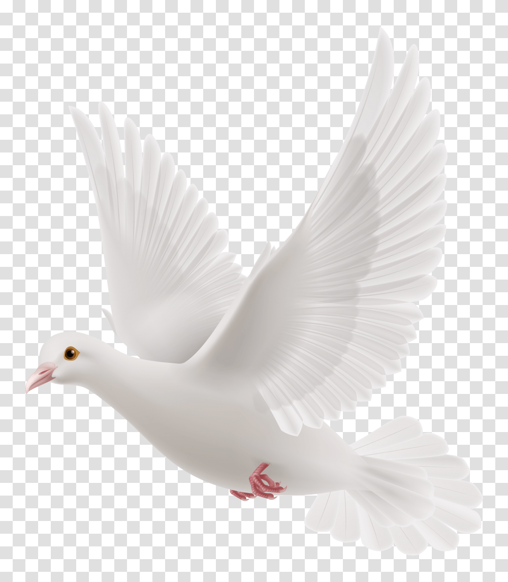 Pigeon, Animals, Dove, Bird, Brush Transparent Png