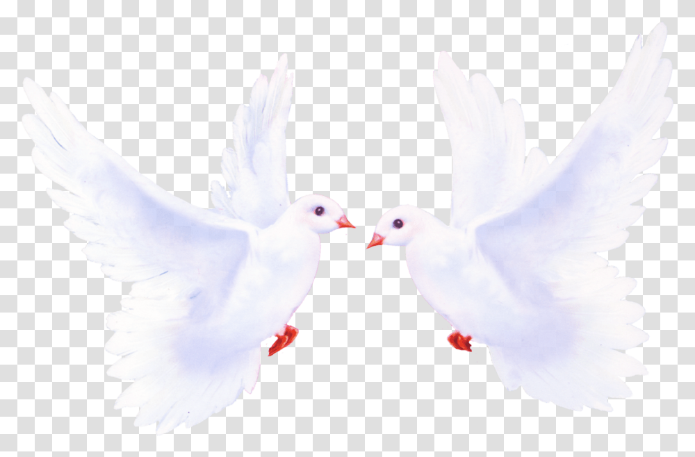 Pigeon, Animals, Dove, Bird, Chicken Transparent Png