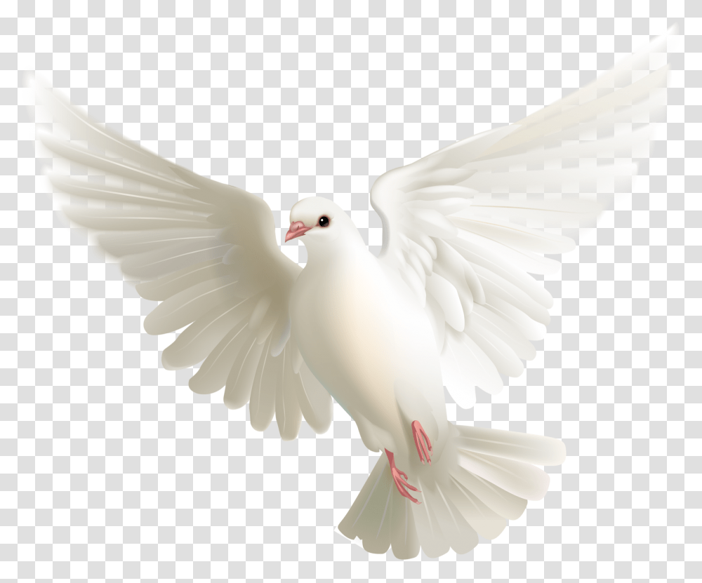 Pigeon, Animals, Dove, Bird Transparent Png