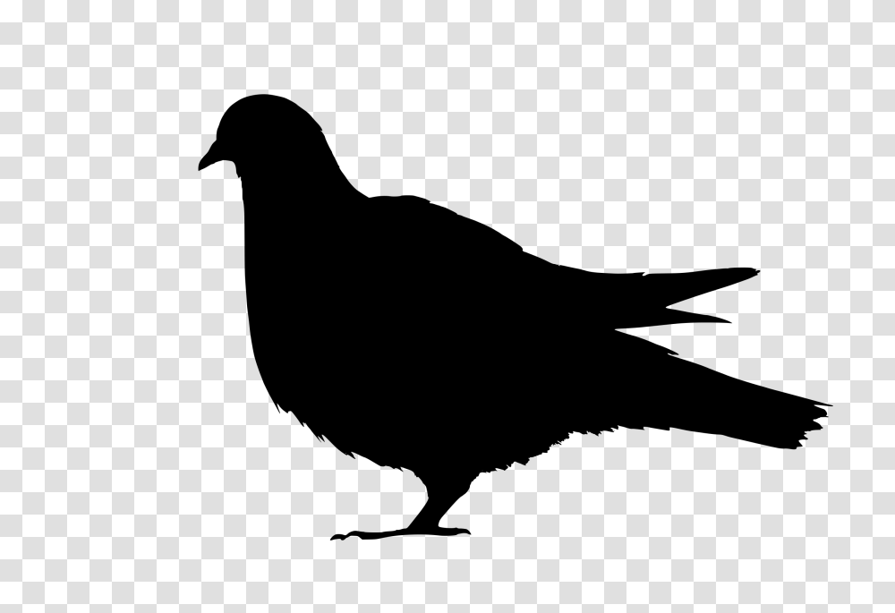 Pigeon, Animals, Gray, World Of Warcraft Transparent Png