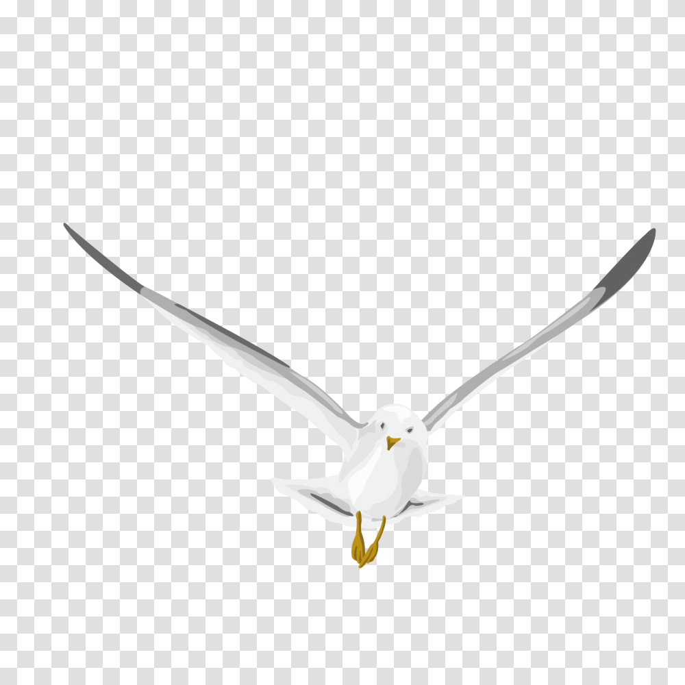 Pigeon, Animals, Seagull, Bird, Flying Transparent Png
