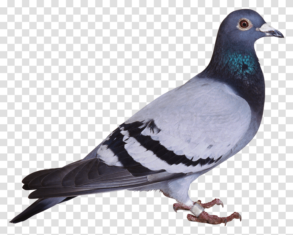 Pigeon, Animals Transparent Png