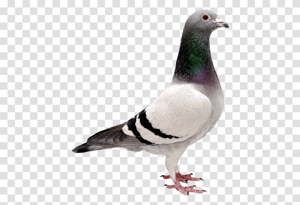 Pigeon Background Bird Image Free Images Background Pigeon, Animal, Dove Transparent Png