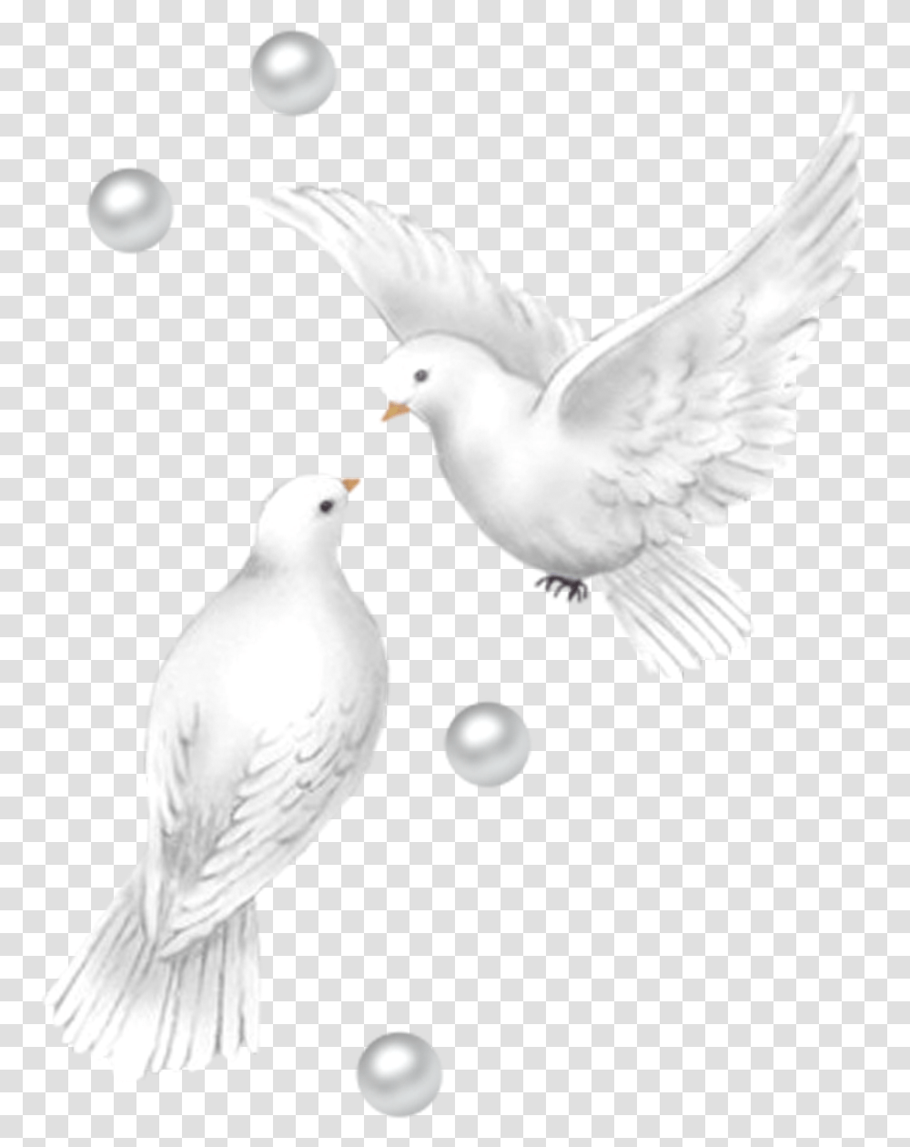 Pigeon Beautiful Images Of Birds, Animal, Dove Transparent Png