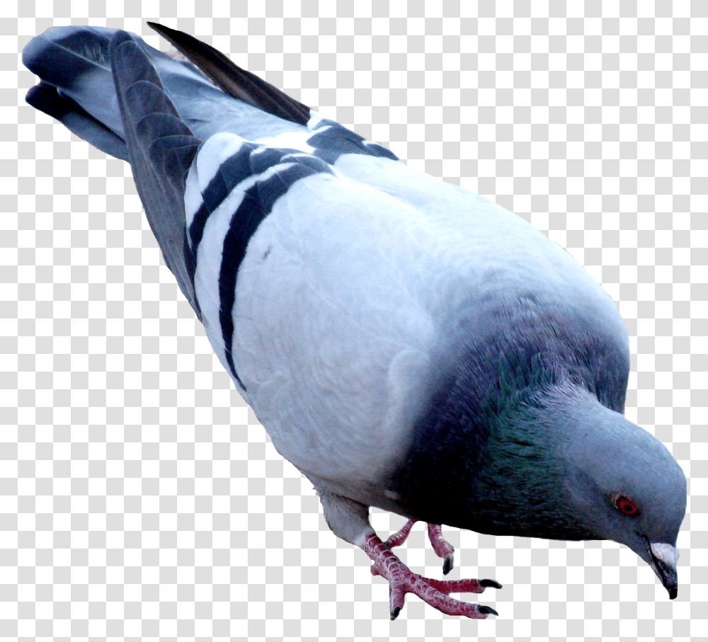 Pigeon, Bird, Animal, Dove Transparent Png