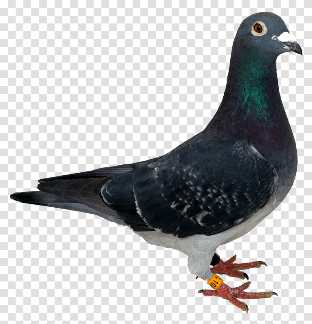 Pigeon, Bird, Animal, Dove Transparent Png