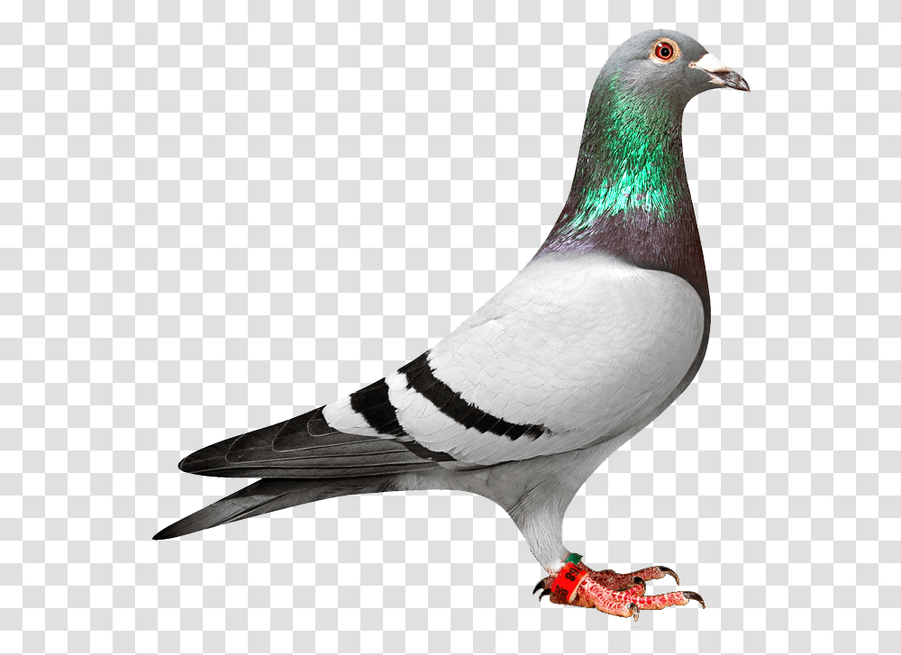 Pigeon, Bird, Animal, Dove Transparent Png