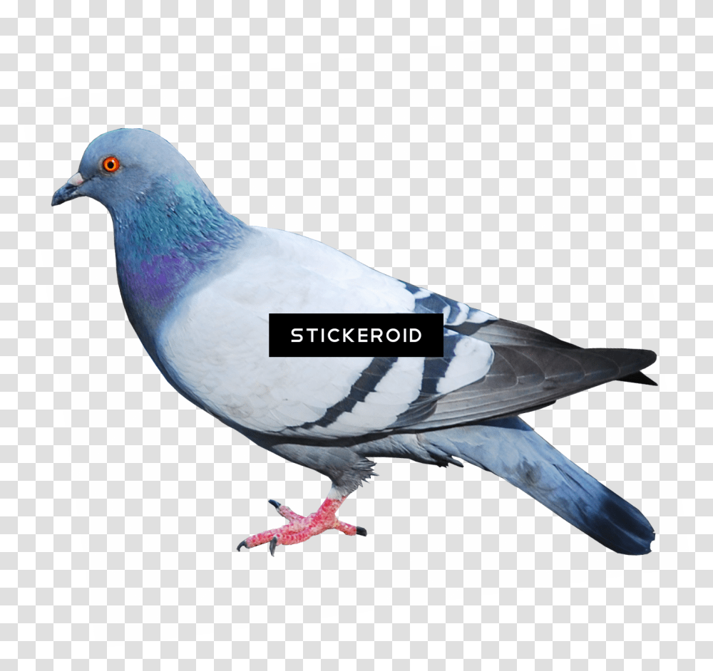 Pigeon, Bird, Animal, Dove Transparent Png