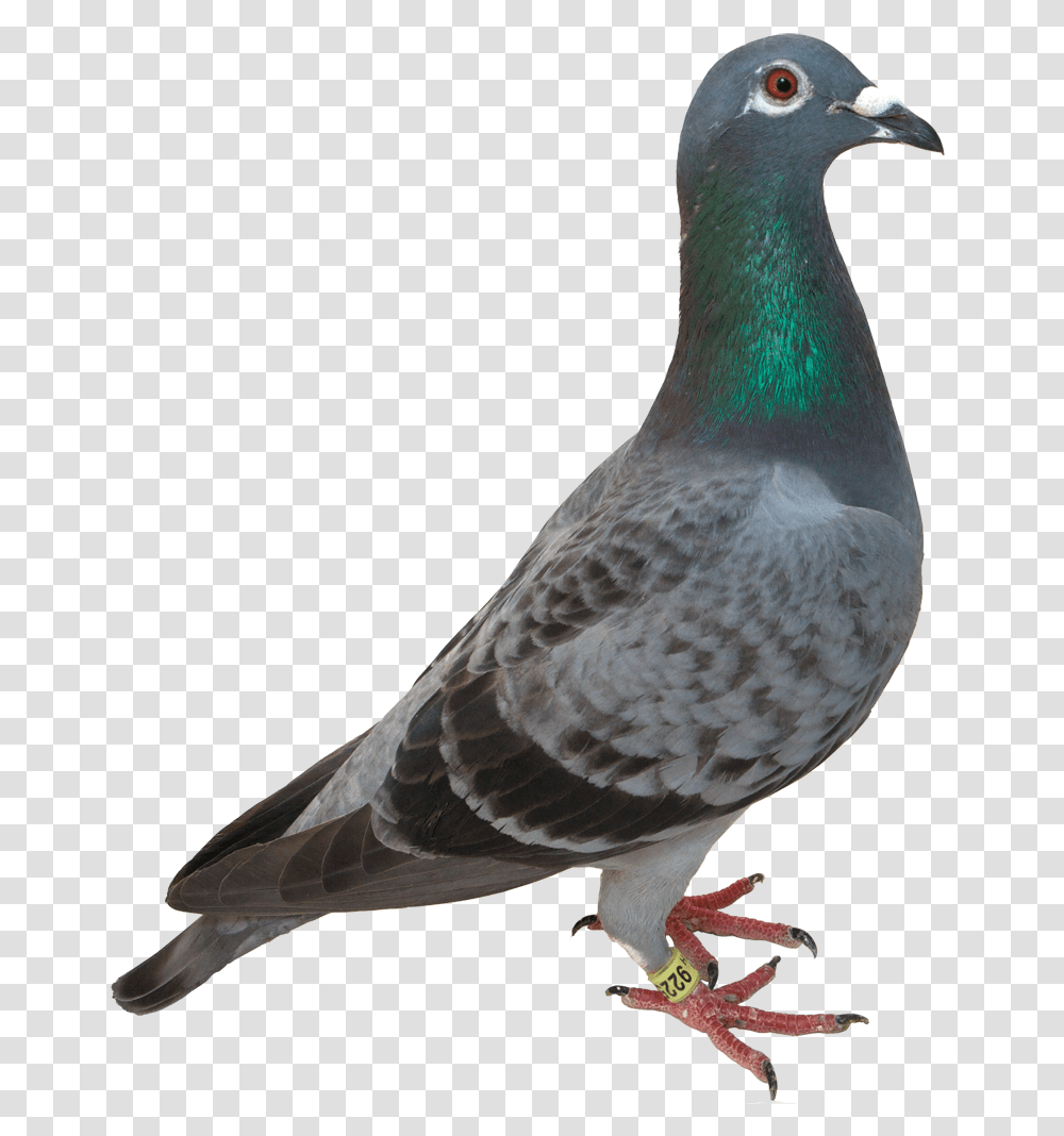 Pigeon, Bird, Animal, Dove, Waterfowl Transparent Png