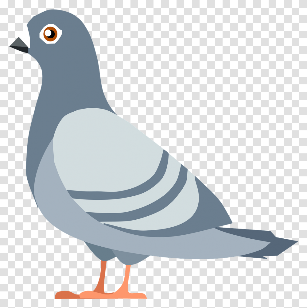 Pigeon Bird Flying Free Vector Graphic On Pixabay Lvaro Obregon Garden, Animal, Dove Transparent Png