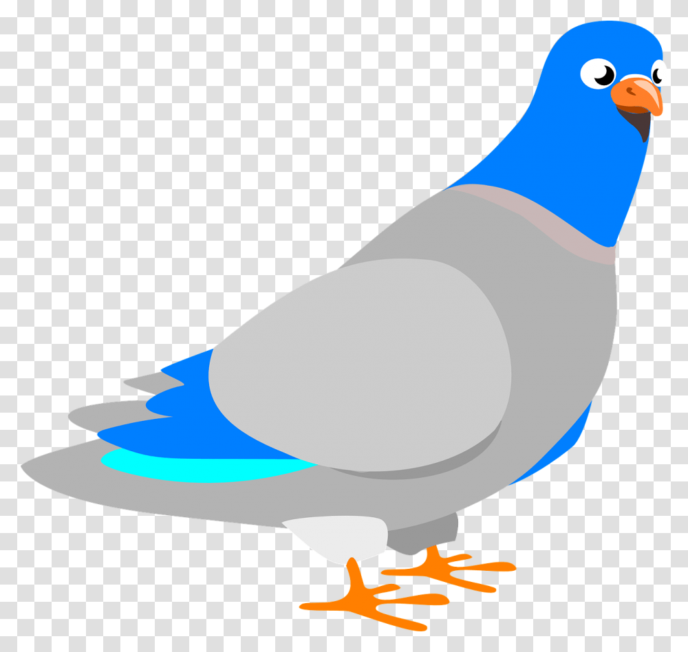 Pigeon Clip Art, Bird, Animal, Dove Transparent Png