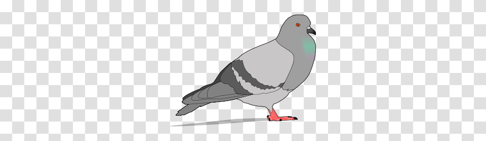 Pigeon Clip Art Free Vector, Dove, Bird, Animal, Finch Transparent Png